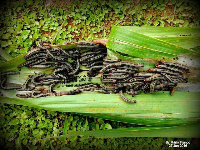 Dedetizadora / Dedetização