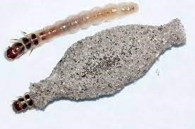 Dedetizadora / Dedetização