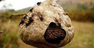 Dedetizadora / Dedetização