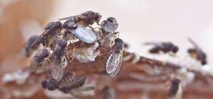 Dedetizadora / Dedetização