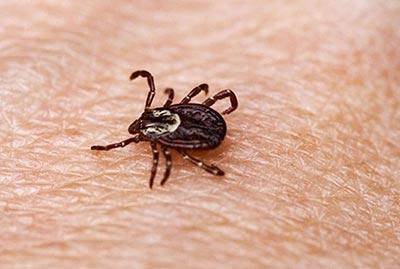 Dedetizadora / Dedetização