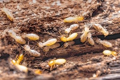Dedetizadora / Dedetização